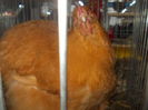 DSCN0458
