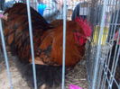DSCN0464