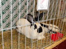 Picture 082
