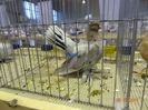 DSC08930