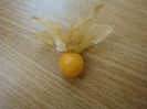 Physalis peruviana  L. 1763.