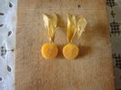 Physalis peruviana  L. 1763.