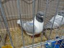 DSC08541