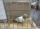 DSC08556
