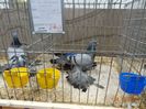 DSC08624