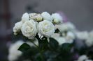 IMG_1580