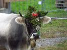 Vaca bruna elvetiana impodobita-5g