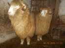 Picture 374