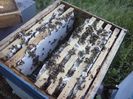 Carpatica ia giovanii- productia, sf. de cules