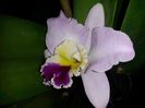 cattleya 1 2015.12.09