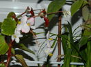 DSCN5461