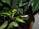 DSCN5465