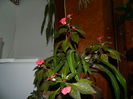 DSCN5480