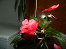 DSCN5481