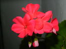 DSCN5487