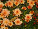 DSCN4053