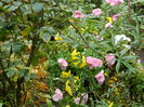 DSCN4157