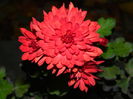DSCN4684