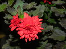 DSCN4685
