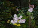 DSCN5215