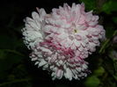 DSCN5224
