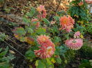 DSCN5389