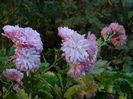 DSCN5390
