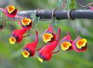 Tropaeolum tricolor