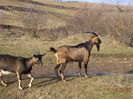 Cezar in frunte
