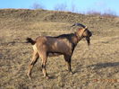 Cezar in soarele de decembrie