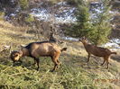 La cetina de molid-ut6