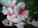 105045635_ADIPAZK