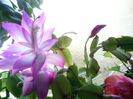 IMG00453