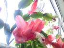IMG00454