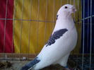 MASCUL 2012