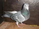 8 mascul 2013 50ron