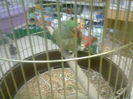 petshop (10)