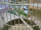 petshop (9)