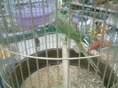petshop (8)