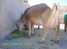 Rasa Braunvieh-7u0