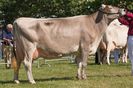 Bruna elvetiana frumoasa-65b