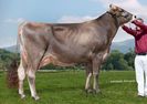 Bruna elvetiana Brownswiss
