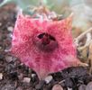 Huernia macrocarpa