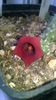 Huernia schneideriana