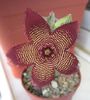 Stapelia revoluta v. tigrida