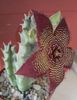 Stapelia revoluta v. tigrida