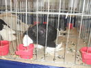 SDC10392