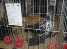 SDC10394