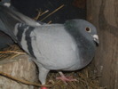 poze bogdan 085