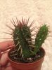 opuntia ferox
